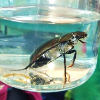 grosser Schwimmkäfer4
