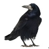 Saatkrähe
