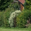 Wildsträucher