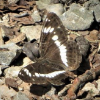 Schmetterling 20200731