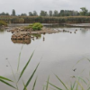 Neeracherried