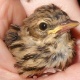 verletzter Jungvogel