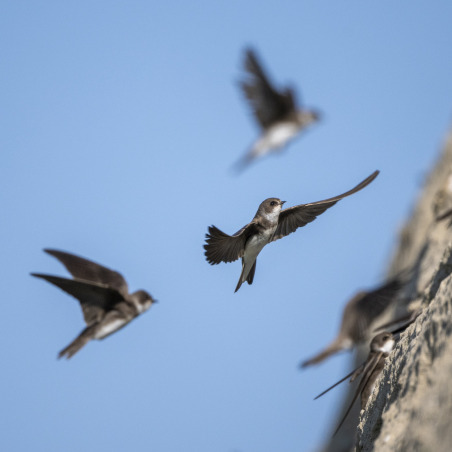 Vogelnest