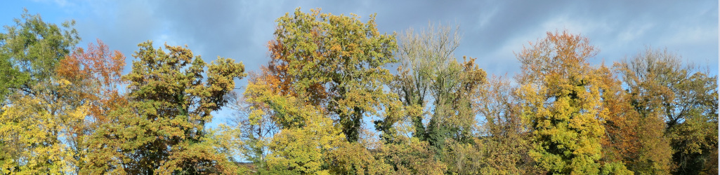 Panorama Wiese mit Schwalbenschwanz
